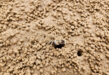 경기도, 해양보호생물 ‘발콩게’ 서식처 작년에 이어 ‘또’ 발견