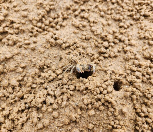 경기도, 해양보호생물 ‘발콩게’ 서식처 작년에 이어 ‘또’ 발견