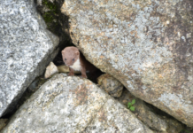 멸종위기 야생생물 Ⅰ급 ‘무산쇠족제비’ 활동 장면 8년 만에 포착