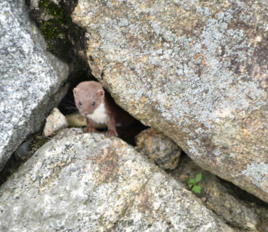 멸종위기 야생생물 Ⅰ급 ‘무산쇠족제비’ 활동 장면 8년 만에 포착