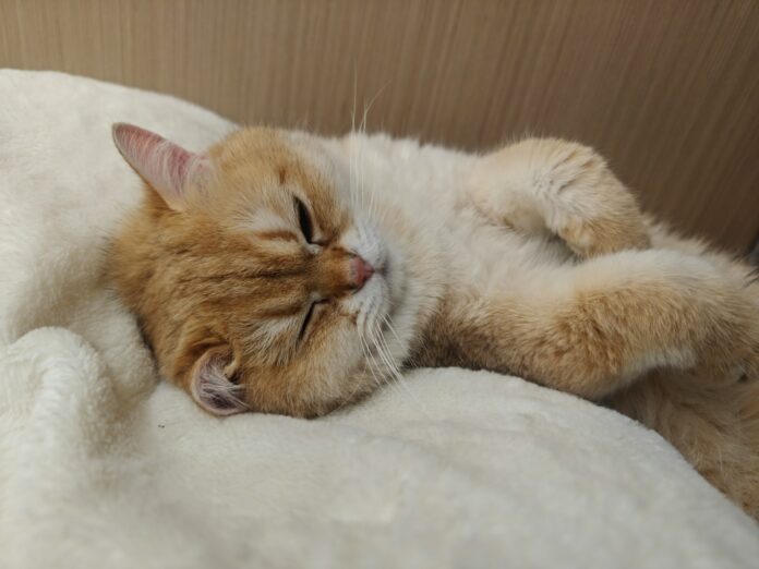 Photo by Binzi Xu An orange and white cat sleeping on a white blanket