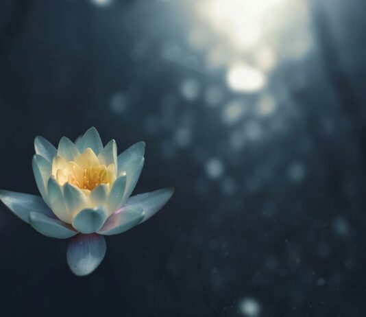 “시간 건강 관리, 작게 시작해 꾸준히… 일상에 녹이는 슬기로운 루틴” selective focus photography of green succulent plant